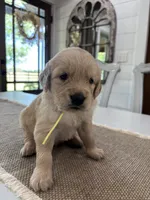 Yellow Boy, a male Golden Retriever for sale in Paris, TX – 5 of 7