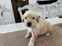 Red Boy, a male Golden Retriever for sale in Paris, TX – 2 of 7