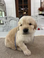 Blue Boy, a male Golden Retriever for sale in Paris, TX – 5 of 9