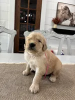 Pink Girl, a female Golden Retriever for sale in Paris, TX – 6 of 7
