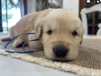 Blue Boy, a male Golden Retriever for sale in Paris, TX – 9 of 9
