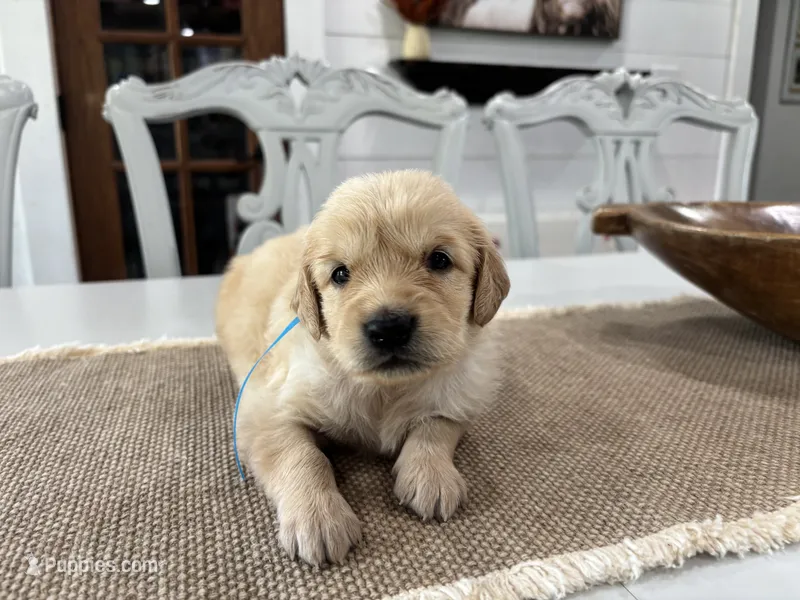 Light Blue Girl – Golden Retriever puppy for sale in Paris, TX
