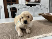 Light Blue Girl, a female Golden Retriever for sale in Paris, TX – 1 of 8