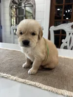 Green Girl, a female Golden Retriever for sale in Paris, TX – 7 of 8
