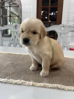 Green Girl, a female Golden Retriever for sale in Paris, TX – 2 of 8