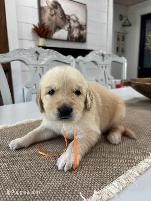 Orange Boy – Golden Retriever puppy for sale in Paris, TX