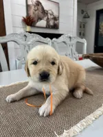 Orange Boy, a male Golden Retriever for sale in Paris, TX – 1 of 8