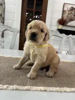 Yellow Boy, a male Golden Retriever for sale in Paris, TX – 2 of 7