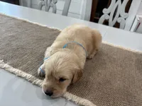 Light Blue Girl, a female Golden Retriever for sale in Paris, TX – 7 of 8