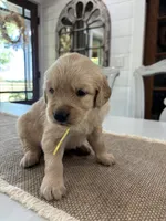 Yellow Boy, a male Golden Retriever for sale in Paris, TX – 7 of 7