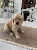 Pink Girl, a female Golden Retriever for sale in Paris, TX – 5 of 7