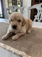 Light Blue Girl, a female Golden Retriever for sale in Paris, TX – 5 of 8