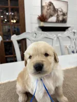 Blue Boy, a male Golden Retriever for sale in Paris, TX – 6 of 9