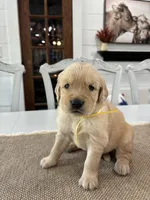 Yellow Boy, a male Golden Retriever for sale in Paris, TX – 6 of 7