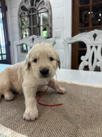 Red Boy, a male Golden Retriever for sale in Paris, TX – 5 of 7