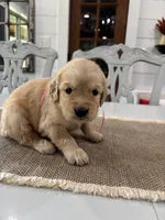Pink Girl, a female Golden Retriever for sale in Paris, TX – 4 of 7