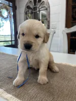 Blue Boy, a male Golden Retriever for sale in Paris, TX – 8 of 9