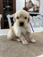 Purple Girl, a female Golden Retriever for sale in Paris, TX – 6 of 8