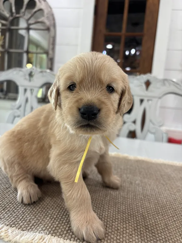 Yellow Boy – Golden Retriever puppy for sale in Paris, TX