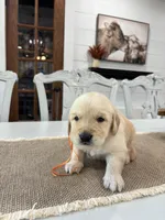 Orange Boy, a male Golden Retriever for sale in Paris, TX – 3 of 8