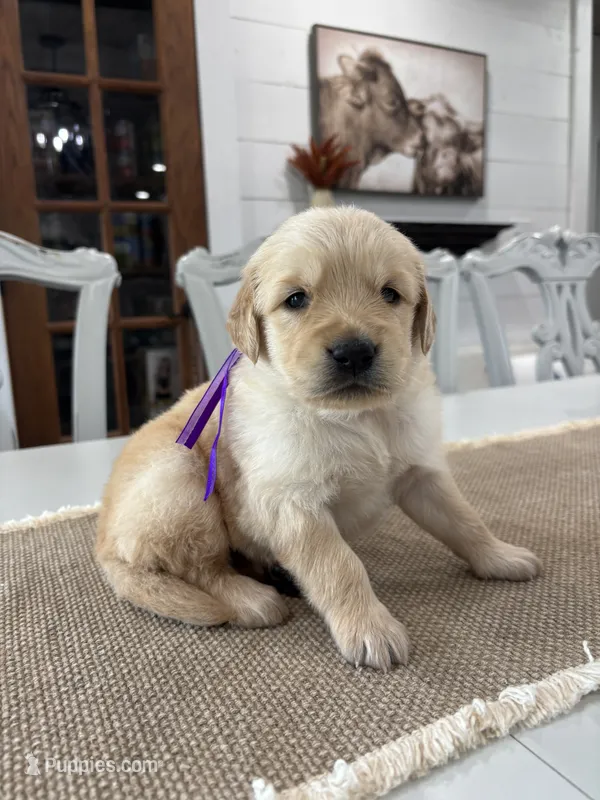 Purple Girl – Golden Retriever puppy for sale in Paris, TX