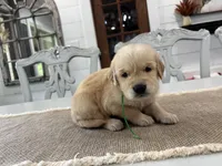 Green Girl, a female Golden Retriever for sale in Paris, TX – 8 of 8