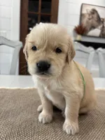 Green Girl, a female Golden Retriever for sale in Paris, TX – 3 of 8