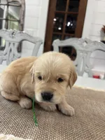 Green Girl, a female Golden Retriever for sale in Paris, TX – 5 of 8