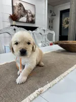 Orange Boy, a male Golden Retriever for sale in Paris, TX – 2 of 8