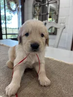 Red Boy, a male Golden Retriever for sale in Paris, TX – 3 of 7