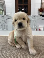 Green Girl, a female Golden Retriever for sale in Paris, TX – 6 of 8