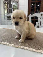 Green Girl, a female Golden Retriever for sale in Paris, TX – 1 of 8