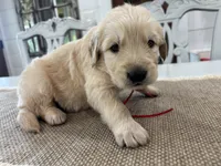 Red Boy, a male Golden Retriever for sale in Paris, TX – 7 of 7