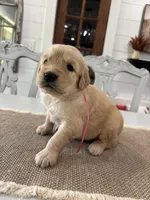 Pink Girl, a female Golden Retriever for sale in Paris, TX – 3 of 7