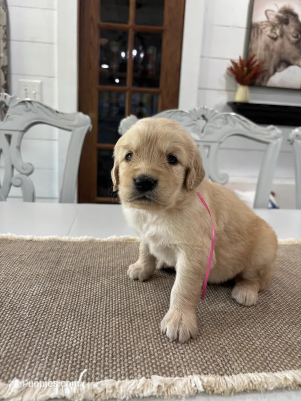 Pink Girl – Golden Retriever puppy for sale in Paris, TX