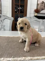 Pink Girl, a female Golden Retriever for sale in Paris, TX – 1 of 7