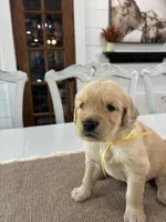 Yellow Boy, a male Golden Retriever for sale in Paris, TX – 3 of 7