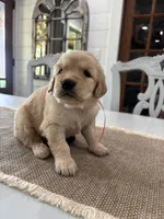 Pink Girl, a female Golden Retriever for sale in Paris, TX – 2 of 7
