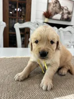 Yellow Boy, a male Golden Retriever for sale in Paris, TX – 4 of 7