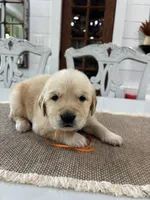 Orange Boy, a male Golden Retriever for sale in Paris, TX – 7 of 8