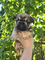 Marea , a female French Bulldog for sale in Maryville, TN – 3 of 5