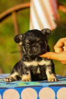 Solana, a female French Bulldog for sale in Maryville, TN – 3 of 5