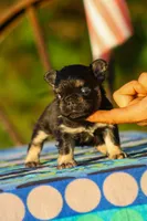 Bunkie, a male French Bulldog for sale in Maryville, TN – 2 of 6