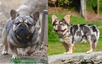 Lagoon, a female French Bulldog for sale in Maryville, TN – 3 of 3