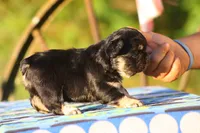 Solana, a female French Bulldog for sale in Maryville, TN – 4 of 5