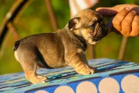 Marea , a female French Bulldog for sale in Maryville, TN – 2 of 5