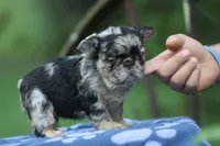 Nalu, a male French Bulldog for sale in Maryville, TN – 3 of 4