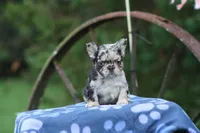 Lagoon, a female French Bulldog for sale in Maryville, TN – 2 of 3