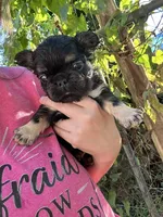 Bunkie, a male French Bulldog for sale in Maryville, TN – 5 of 6