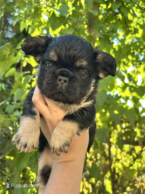 Solana – French Bulldog puppy for sale in Maryville, TN